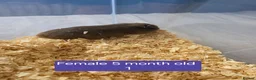 Hamster rodents for sale: Syrian hamsters various colours and genders - Advert 3
