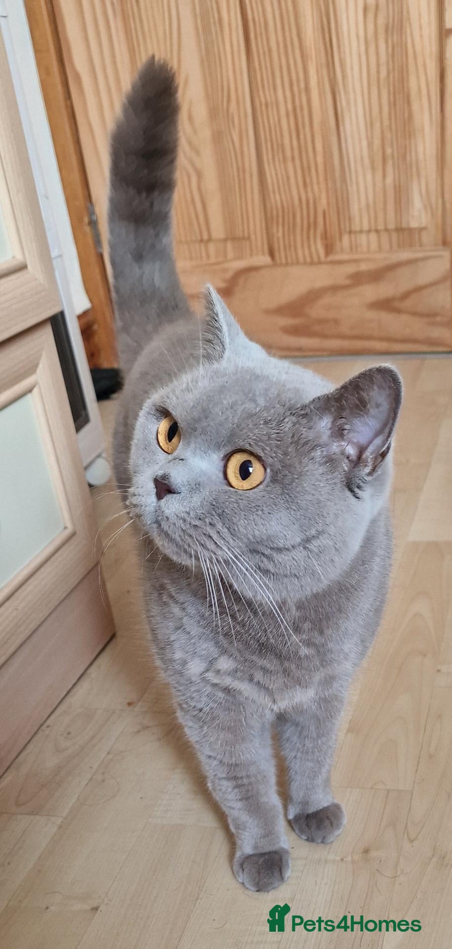 British Shorthair cats Gorgeous lilac british shorthaired girl  - Advert 18