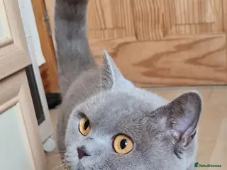 British Shorthair cats Gorgeous lilac british shorthaired girl - Advert 18