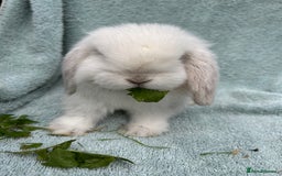 Mini Lop rabbits for sale: Gorgeous Purebred minilops - Image 5