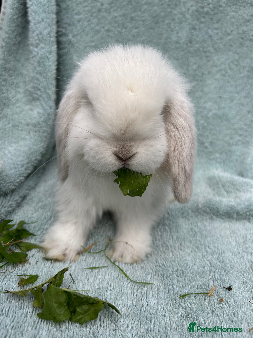 Mini Lop rabbits for sale: Gorgeous Purebred minilops - Image 5