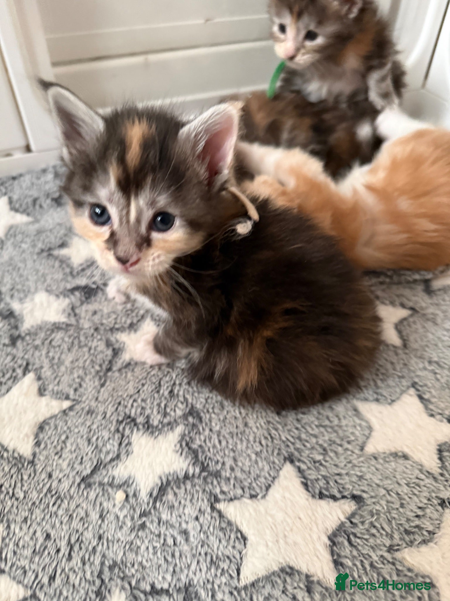 Maine Coon cats XL Red & White &  black smoke Maine Coon kittens  - Advert 5