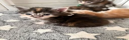 Maine Coon cats for sale: XL Red & White &  black smoke Maine Coon kittens  - Advert 1