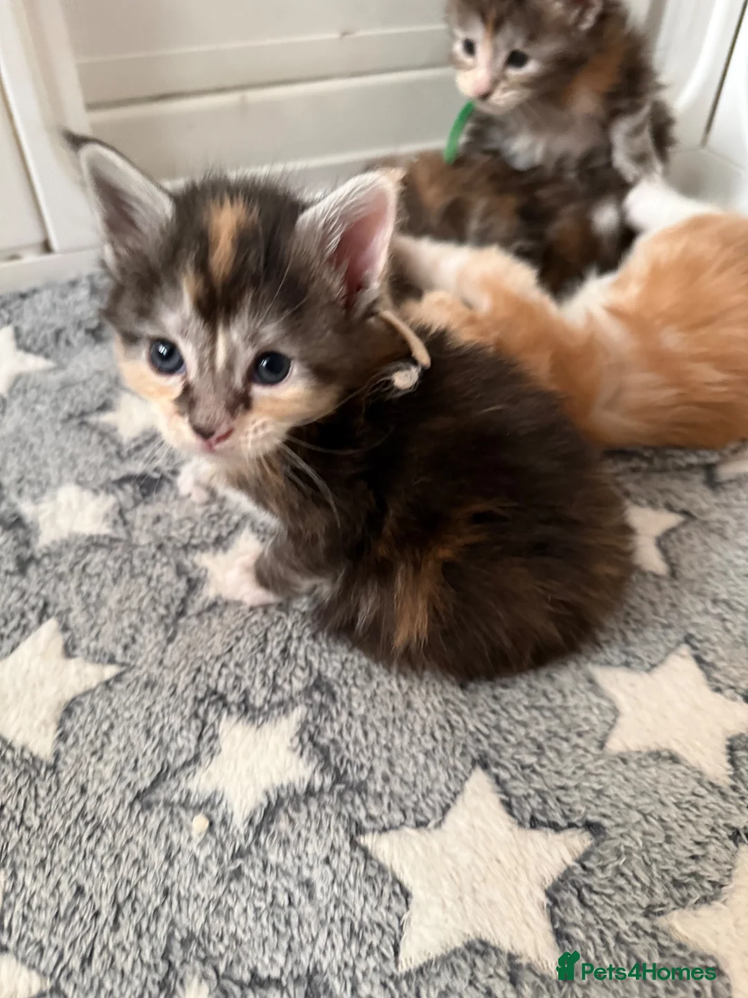 Maine Coon cats for sale: XL Red & White &  black smoke Maine Coon kittens  - Advert 1