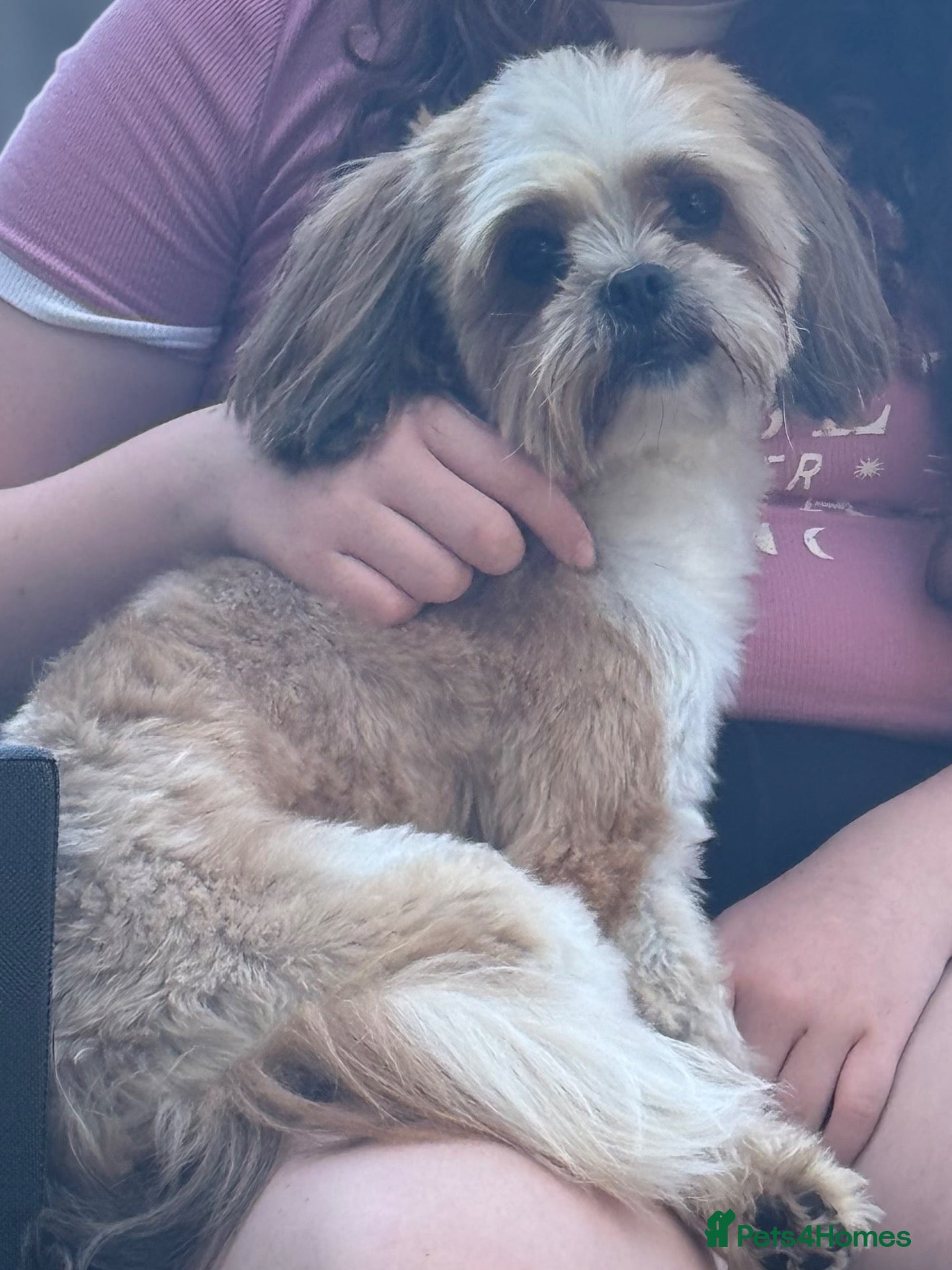 Mixed Breed dogs 5 year old Shih Tzu 5* home needed.  - Advert 3