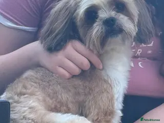Mixed Breed dogs 5 year old Shih Tzu 5* home needed. - Advert 15