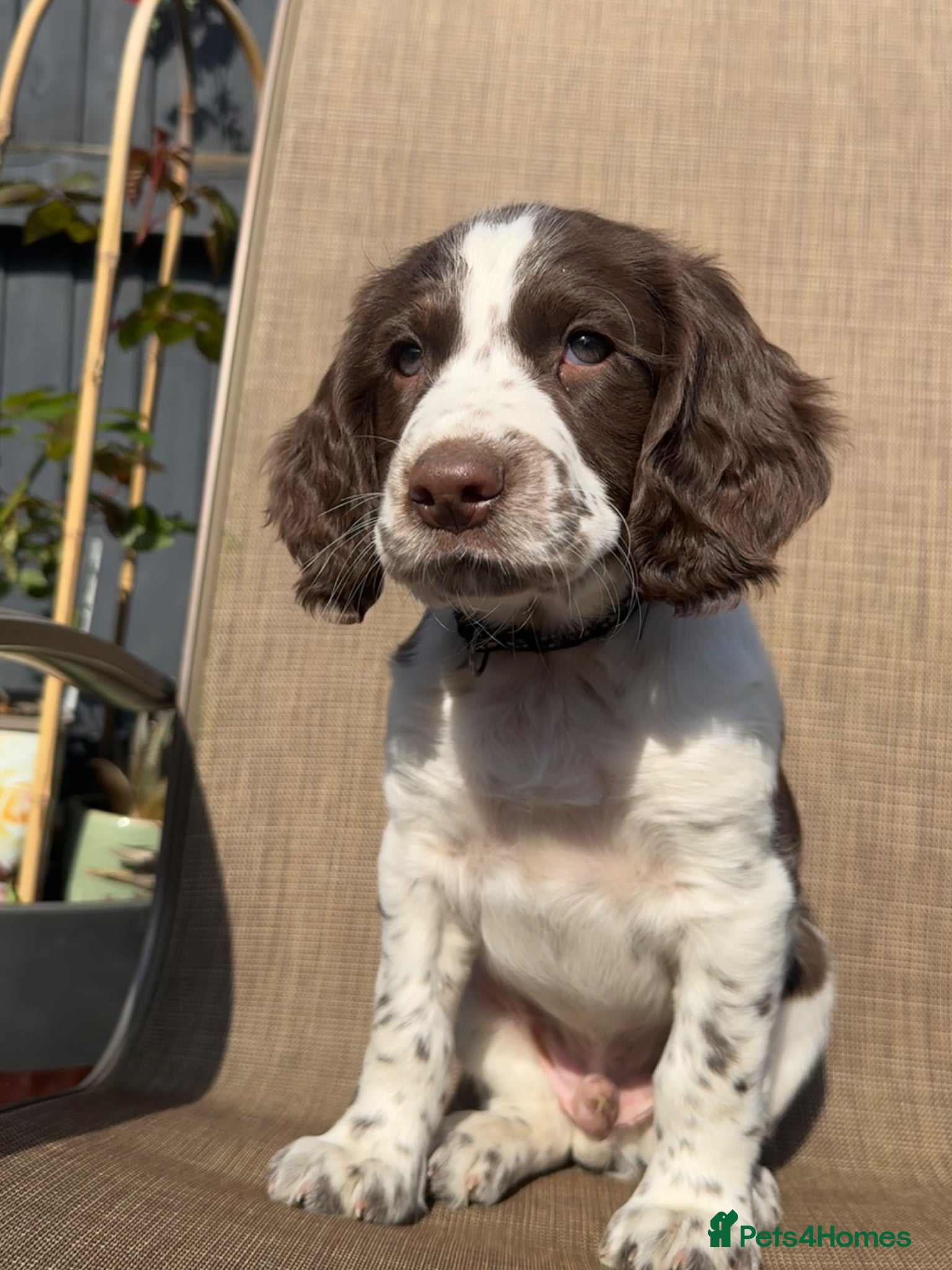 Sprocker dogs Stunning sprocker spaniels - Advert 2