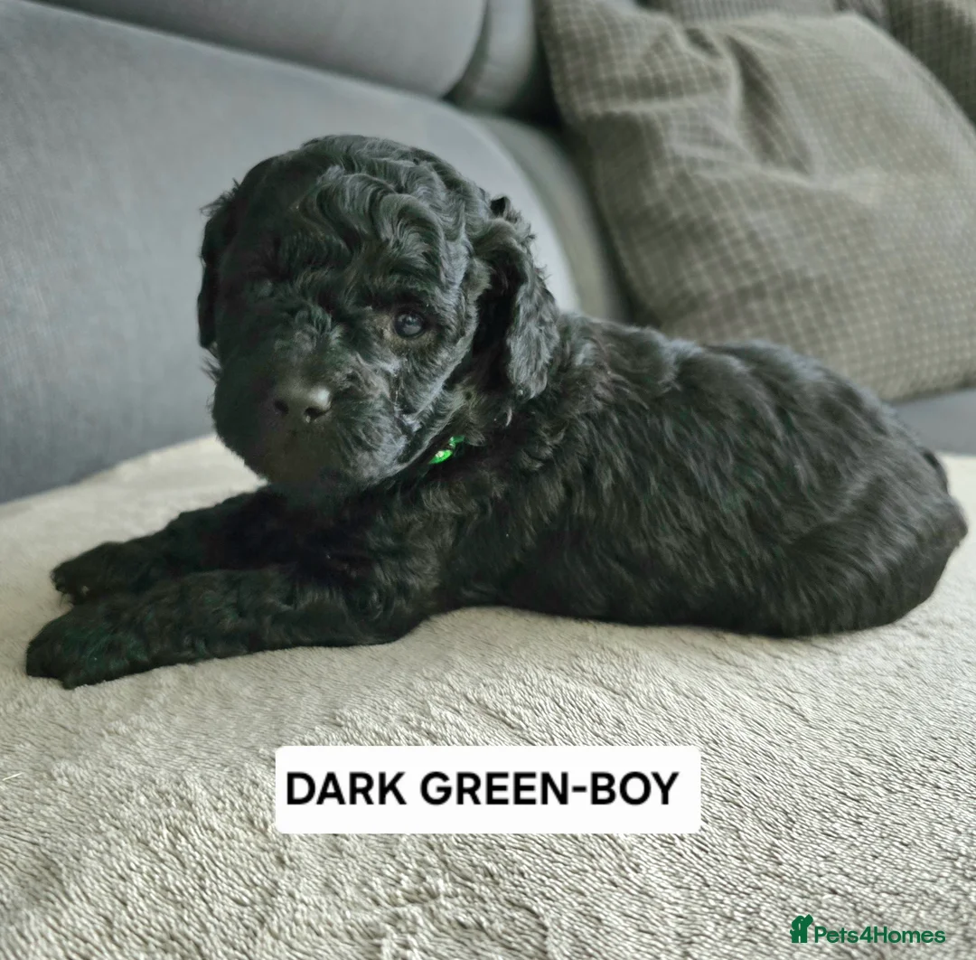 Toy Poodle dogs for sale: BEAUTIFULL BLACK TOY POODLES  - Advert 29