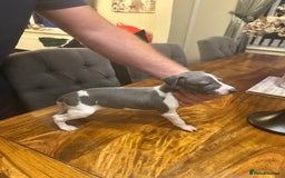 Italian Greyhound dogs for sale: Italian greyhound  - Image 3