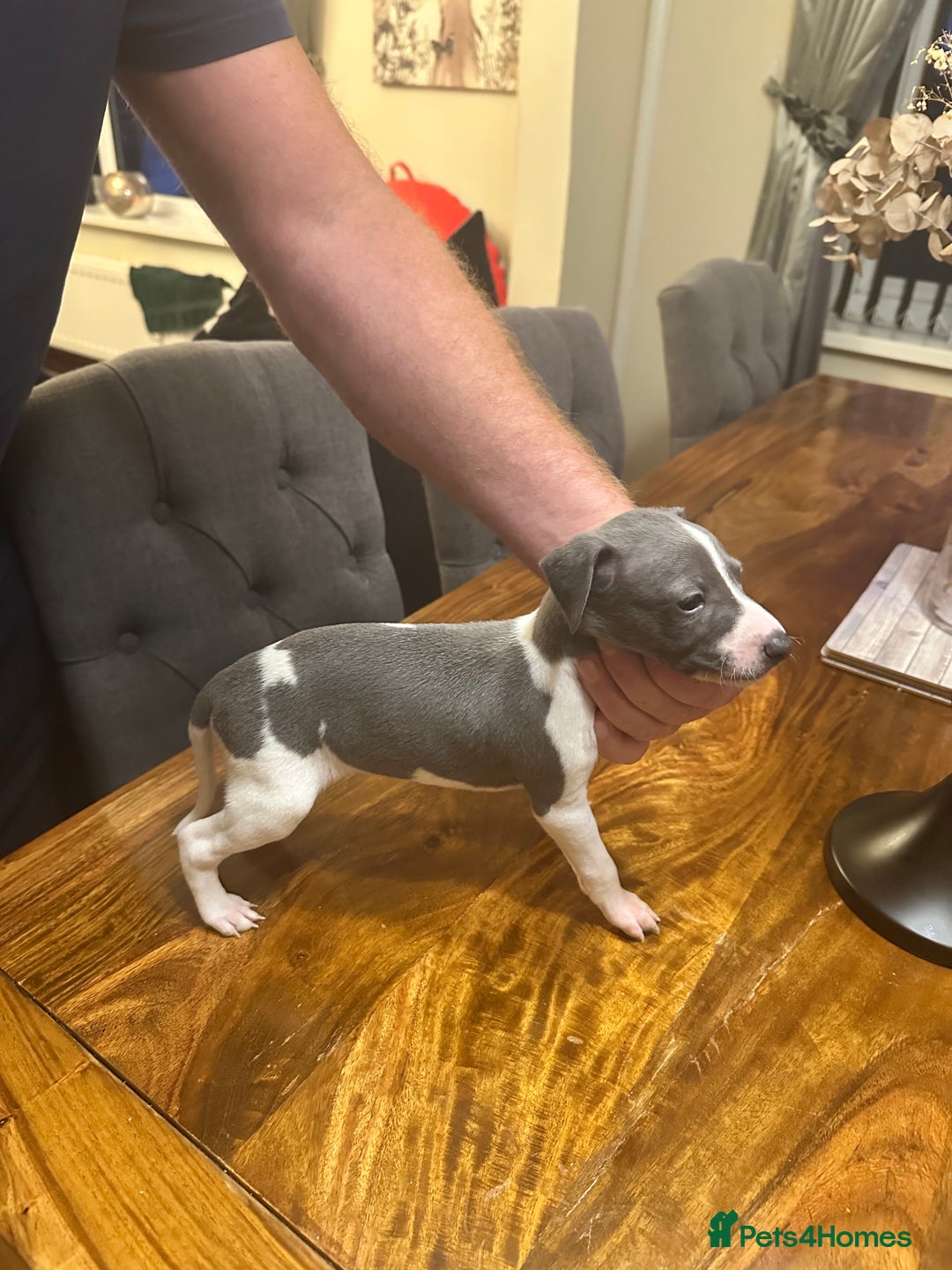 Italian Greyhound dogs for sale: Italian greyhound  - Image 3