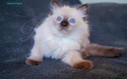 Ragdoll cats for sale: Stunning GCCF Registered Heart Melting Affection - Image 10