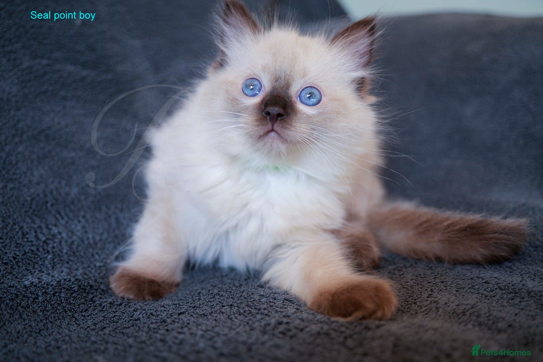 Ragdoll cats for sale: Stunning GCCF Registered Heart Melting Affection - Image 10
