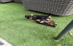 Dachshund dogs for sale: Wirey dachshund/ teckels - Image 9