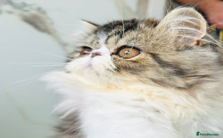 Persian cats in Ashton-under-Lyne - Advert 3