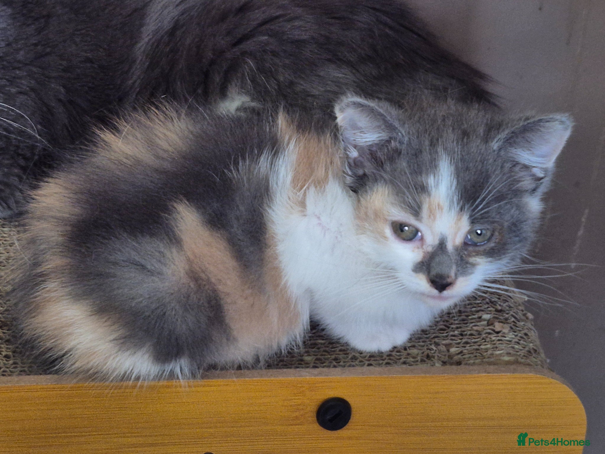 Mixed Breed cats Blue Female Tortoiseshell Kitten - Advert 1