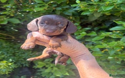 Miniature Dachshund dogs for sale: Kennel Club Miniature Dachshunds - Image 14
