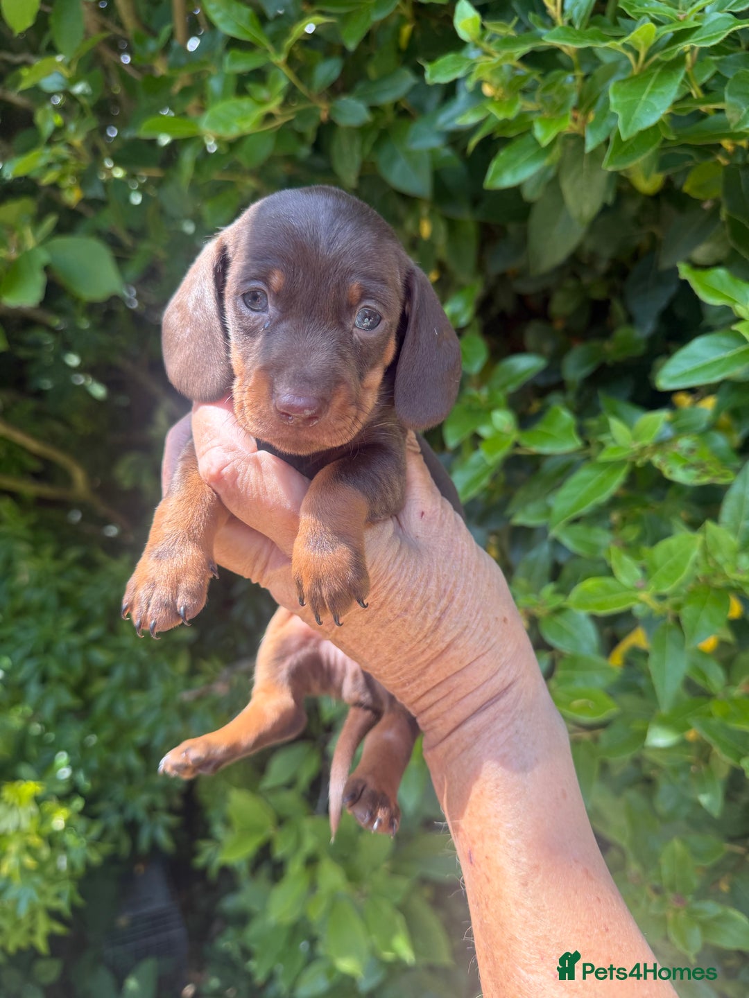 Miniature Dachshund dogs for sale: Kennel Club Miniature Dachshunds - Image 14