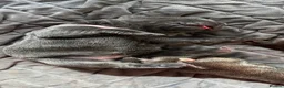 Neapolitan Mastiff dogs for sale: 2 Neapolitan mastiff puppies  - Advert 16