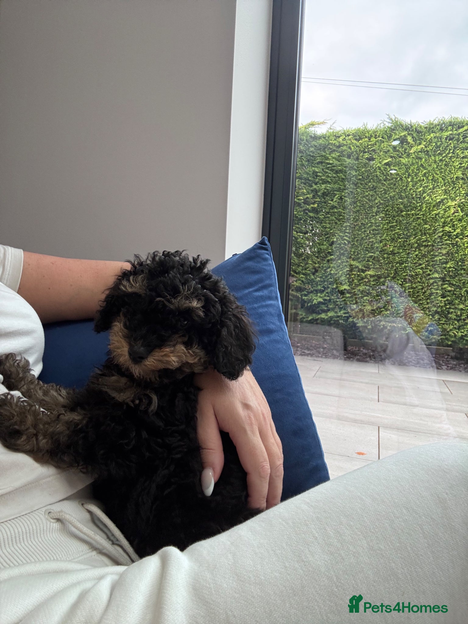 Toy Poodle dogs Toy poodle puppies  - Advert 1