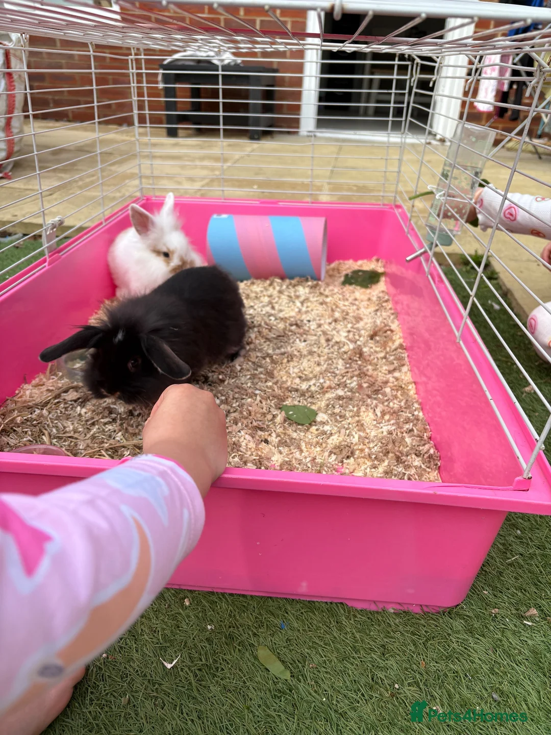 Mini Lion Lop rabbits for sale: 2x male mini lion lop bunnies & hutch & set up in Didcot - Advert 4