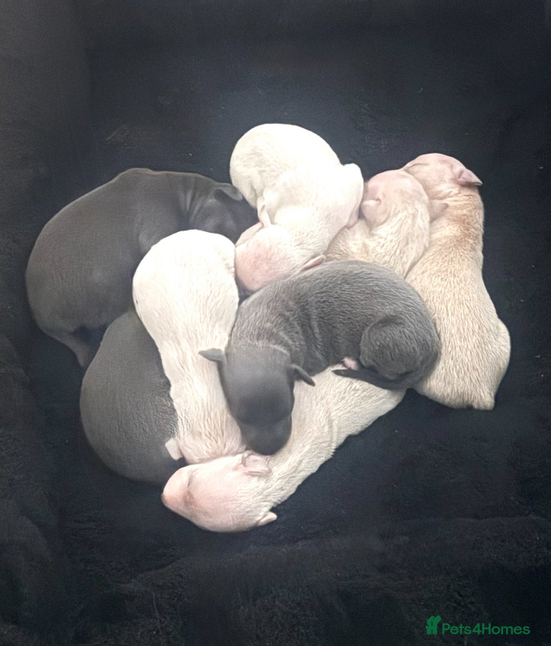 Italian Greyhound dogs for sale: Pedigree KC Reg Italian Greyhounds Champion lines in Durham - Image 1