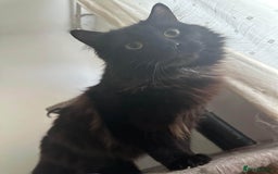 British Longhair cats for sale: British long hair + Turkish Angora - Image 7