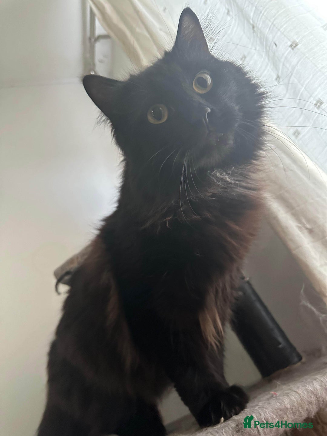 British Longhair cats for sale: British long hair + Turkish Angora - Image 7