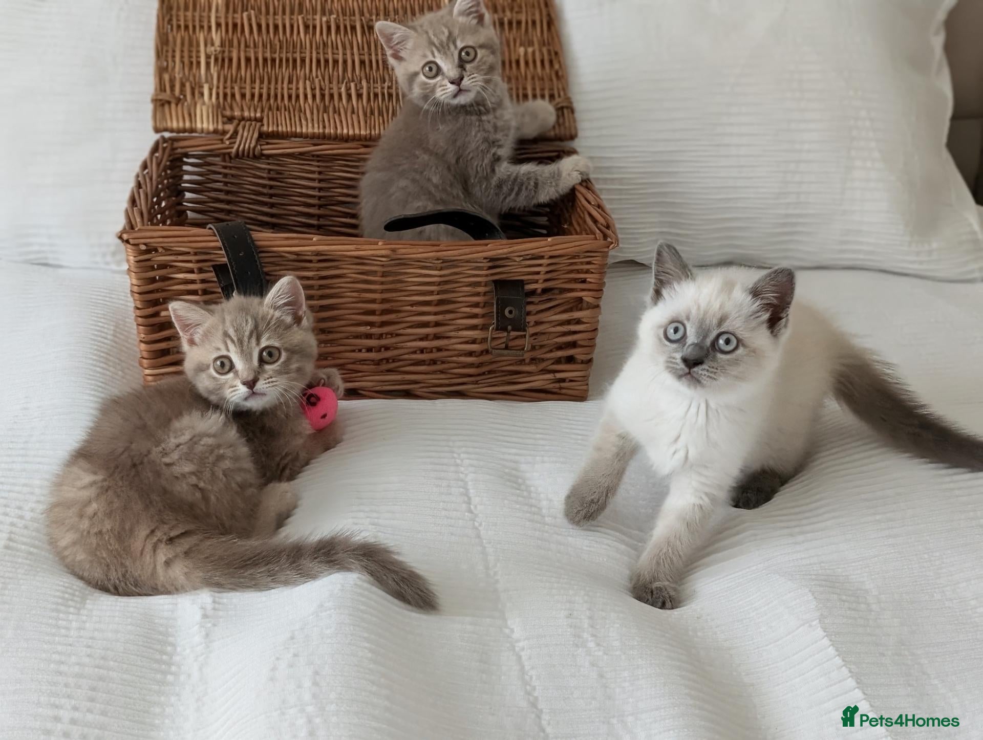 British Shorthair cats Lilac Tabby girl left due to cancellation  - Advert 1