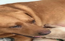Labrador Retriever dogs for sale: Labrador puppies - Image 4