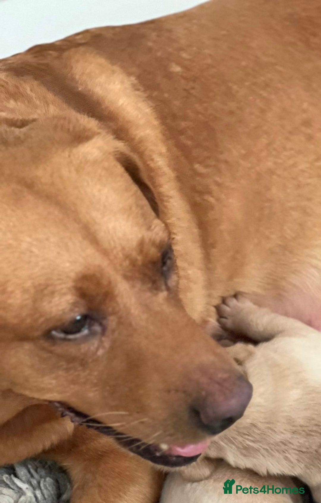 Labrador Retriever dogs for sale: Labrador puppies - Image 4