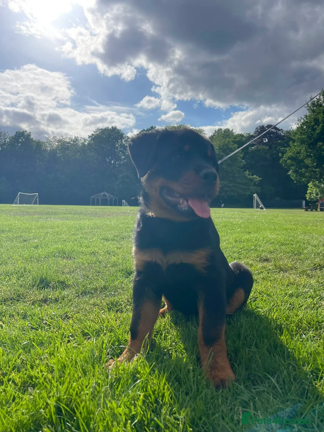 Rottweiler dogs for sale: KC registered Rottweiler puppy – 3.5 months old  in Bracknell - Advert 2