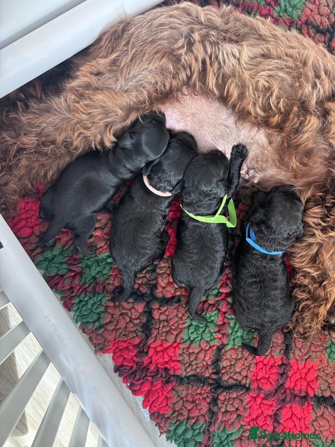 Cockapoo dogs for sale: Beautiful cockapoo puppies  in Cardiff - Advert 7