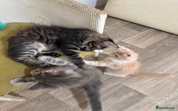 Maine Coon cats for sale: Ready Now! Pedigree Mainecoon kittens  - Image 3