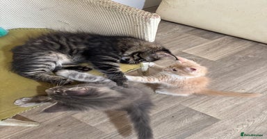 Maine Coon cats - Advert 14