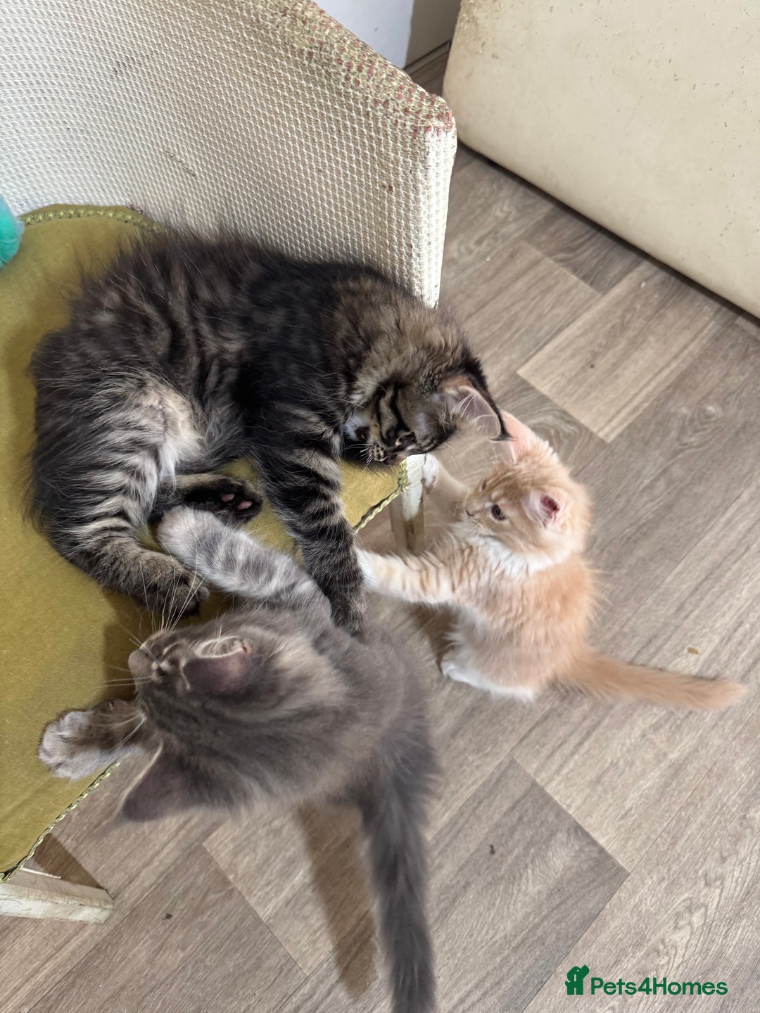 Maine Coon cats for sale: Ready Now! Pedigree Mainecoon kittens  - Image 3