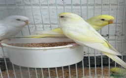 Budgerigars birds for sale: Budgies need gone  - Image 8