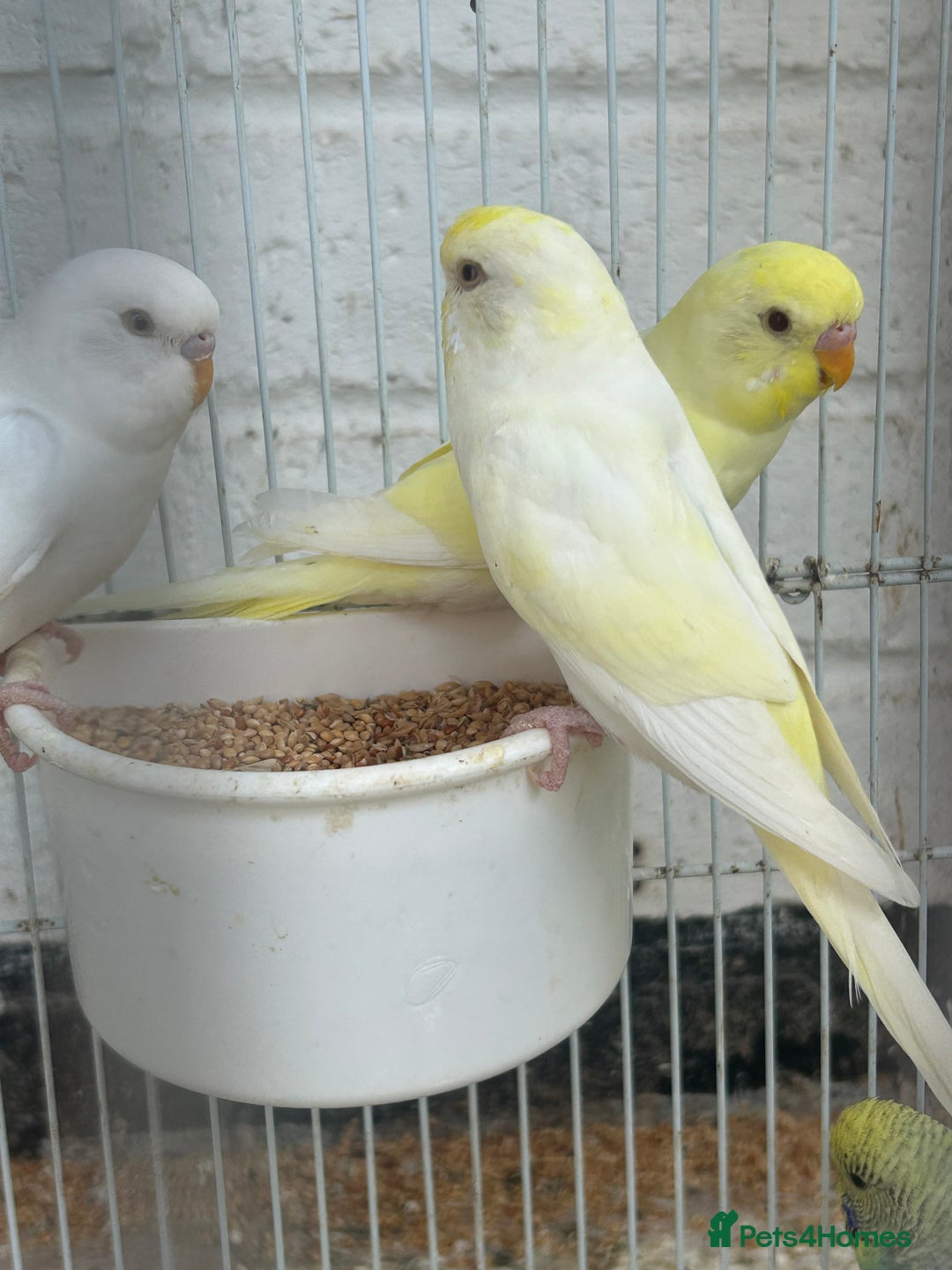 Budgerigars birds for sale: Budgies need gone  - Image 8