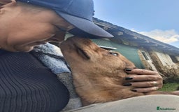 Mixed Breed dogs for adoption: Fajitas for adoption - Image 3