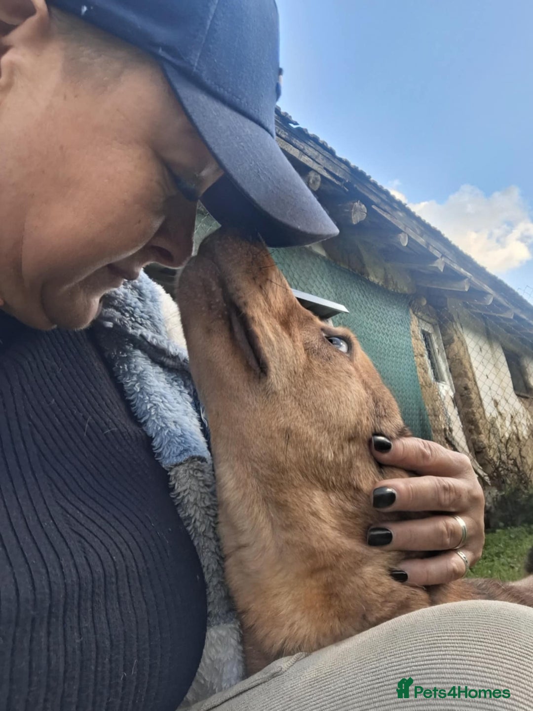 Mixed Breed dogs for adoption: Fajitas for adoption - Image 3