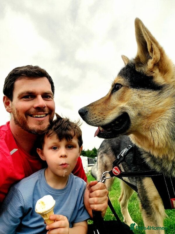 Mixed Breed dogs Jax – 3 Year Old Alaskan Malamute - Advert 7