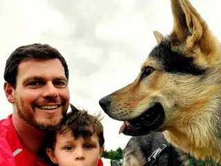 Mixed Breed dogs Jax – 3 Year Old Alaskan Malamute - Advert 7