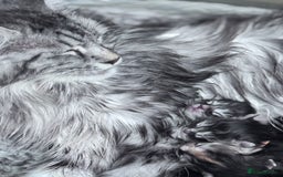 Maine Coon cats for sale: FULL Mainecoon kittens  - Image 22