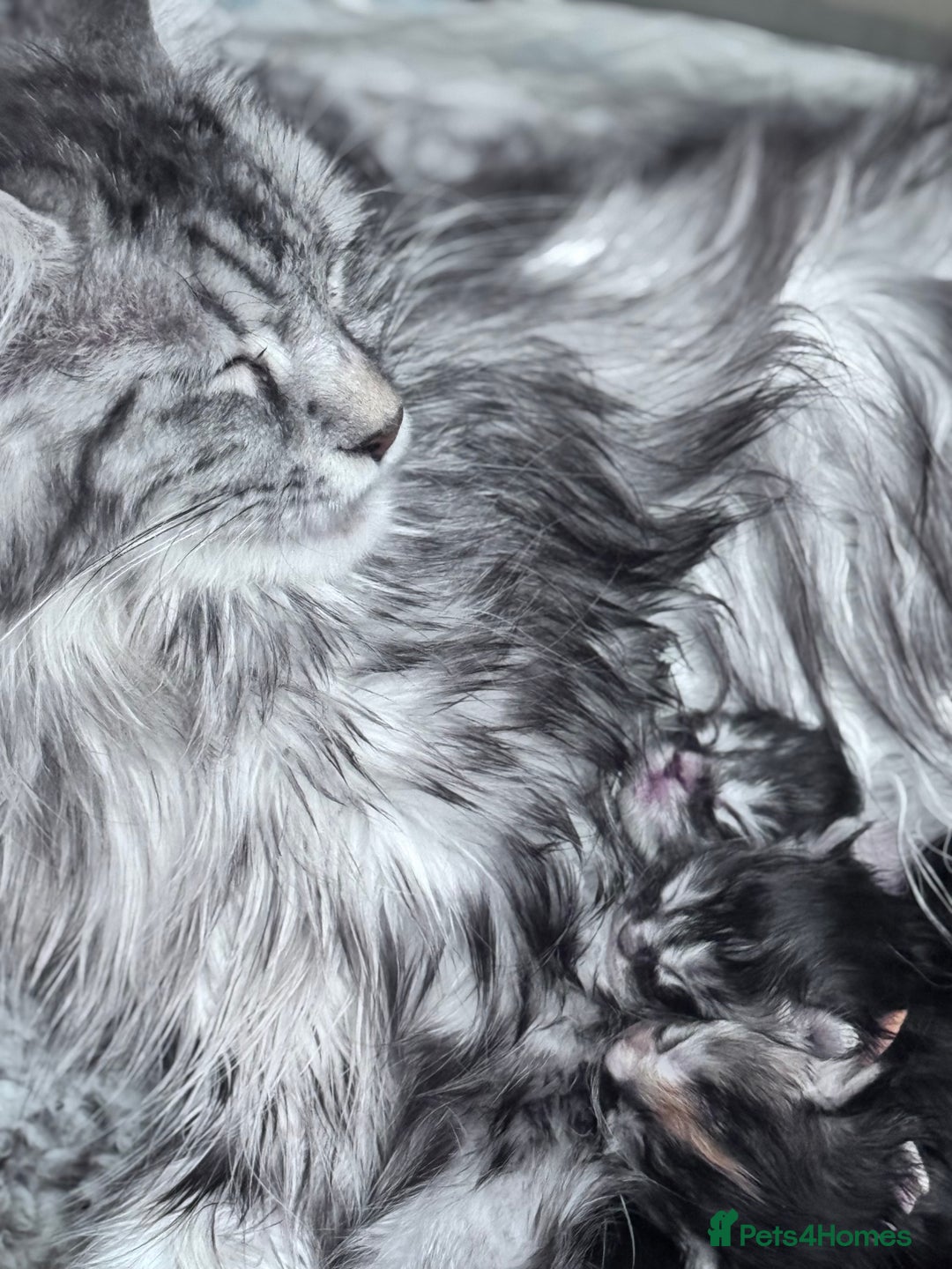 Maine Coon cats for sale: FULL Mainecoon kittens  - Image 22