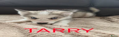 Tarry