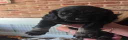 Mixed Breed dogs for sale: Cockadors for sale - Advert 9