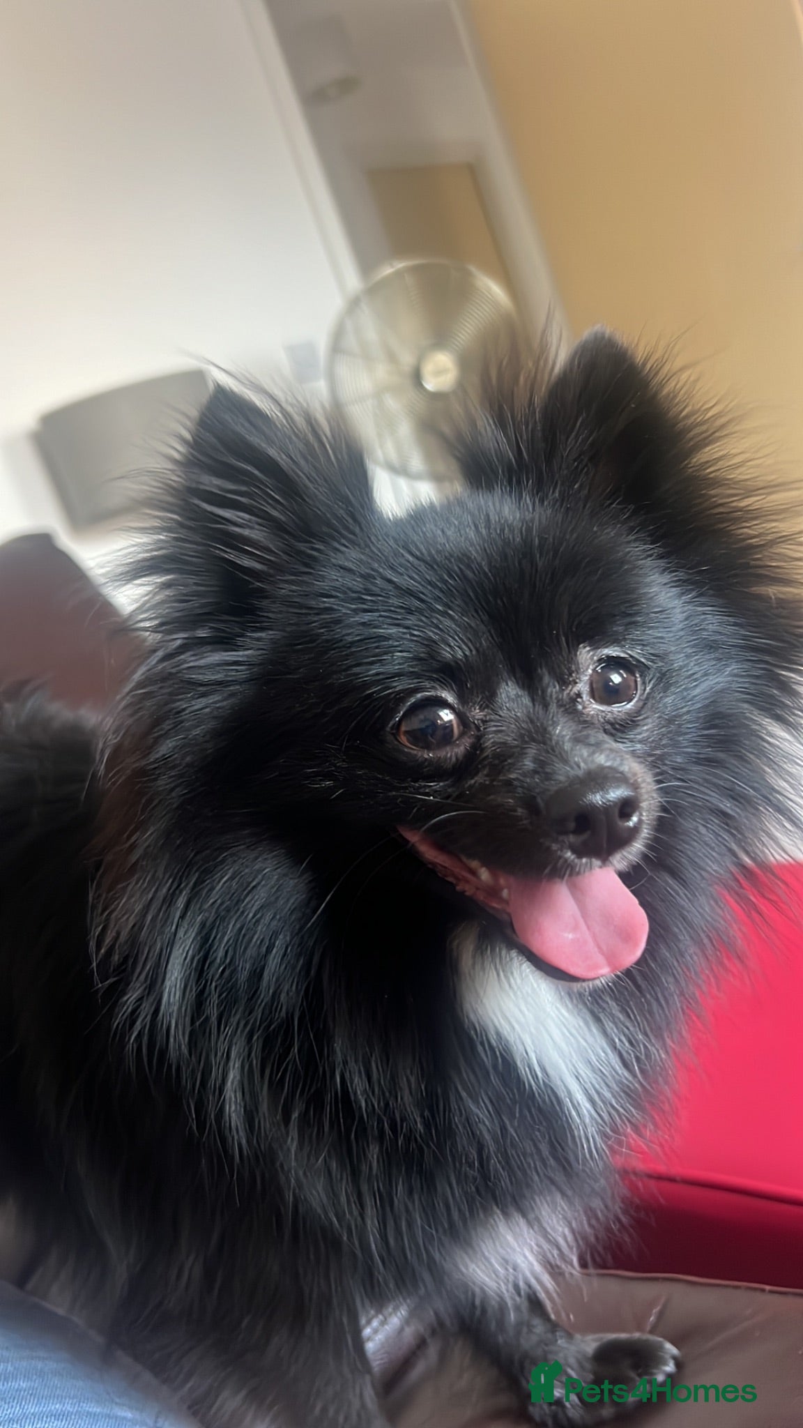 Pomeranian dogs Diesel - Advert 1