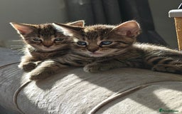 Bengal cats for sale: Bengal mix kittens - Image 3