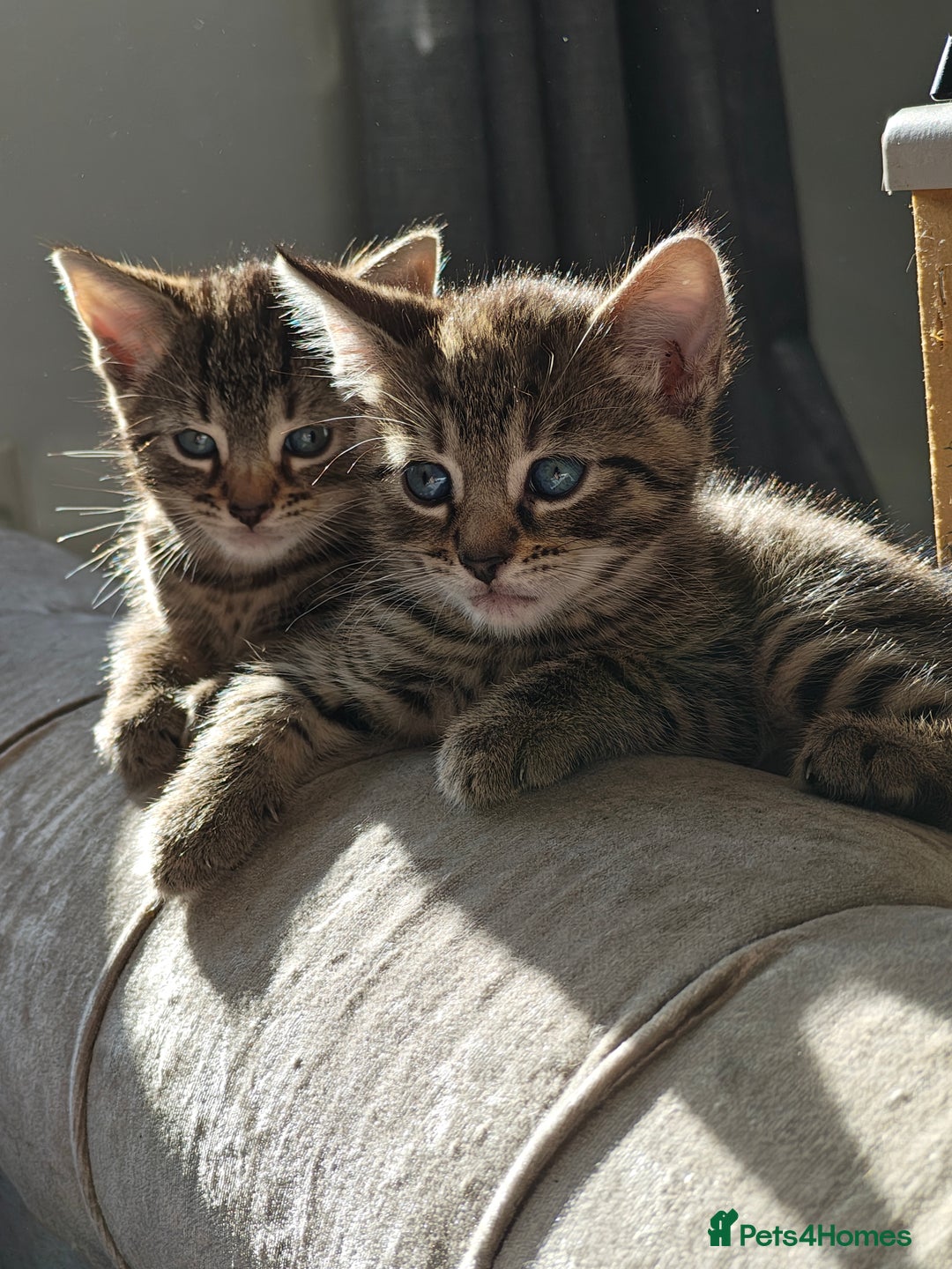 Bengal cats for sale: Bengal mix kittens - Image 3
