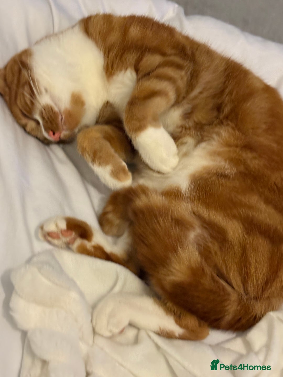 Mixed Breed cats for sale: Beautiful male cat  - Advert 1