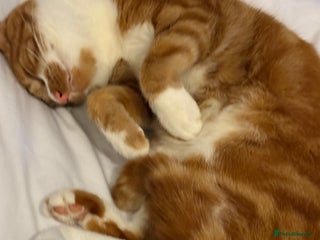 Mixed Breed cats Beautiful male cat - Advert 7